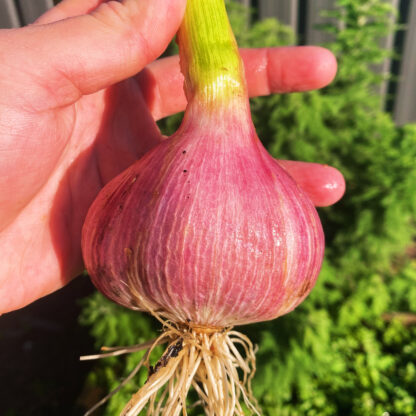 Garlic (Allium sativum)