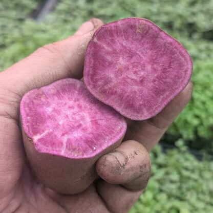 Sweet Potato (Ipomoea batatas)