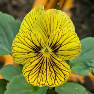 Viola (Viola spp.)