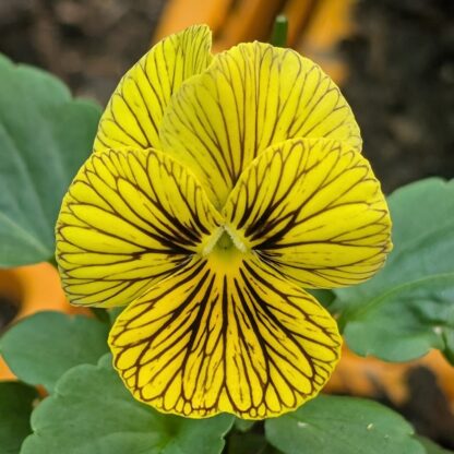 Viola (Viola spp.)