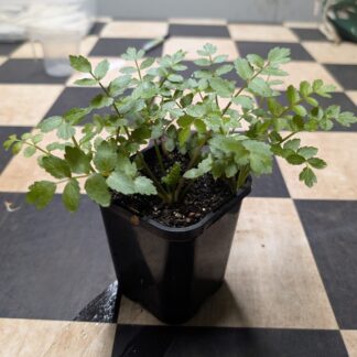 Lebanese Cress (Aethionema cordifolium)