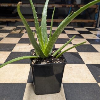 Aloe Vera (Aloe barbadensis miller)