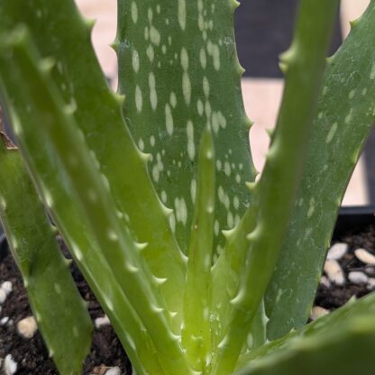 Aloe Vera (Aloe barbadensis miller) - Image 3