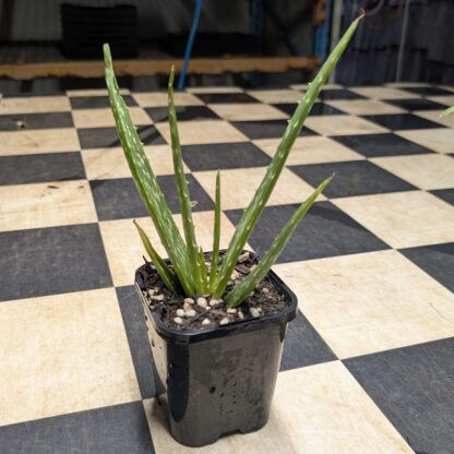 Aloe Vera (Aloe barbadensis miller) - Image 2