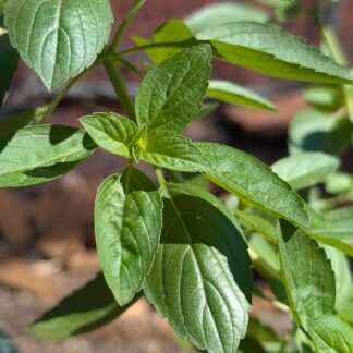 Perennial Basil (Ocimum spp.)