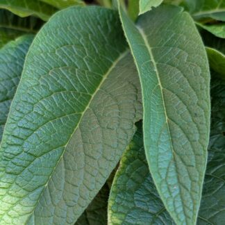 Comfrey (Symphytum officinale)