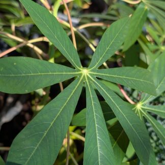 Cassava (Manihot esculenta)