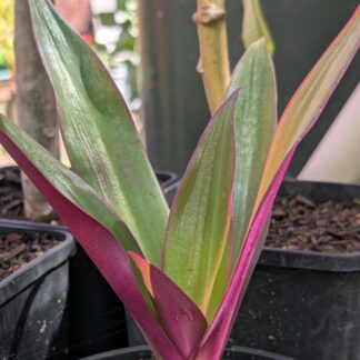 Moses in the Cradle (Tradescantia spathacea)