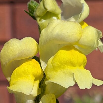 Snapdragons (Antirrhinum majus) - Image 2