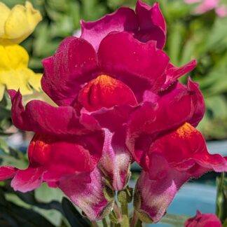 Snapdragons (Antirrhinum majus)