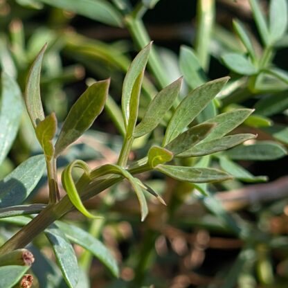 Rock Samphire (Crithmum maritimum)