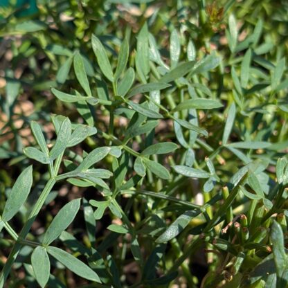Rock Samphire (Crithmum maritimum) - Image 2