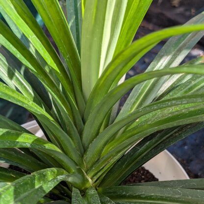 Pandan (Pandanus amaryllifolius)