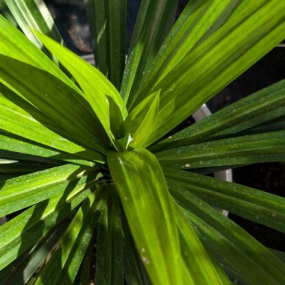Pandan (Pandanus amaryllifolius) - Image 2