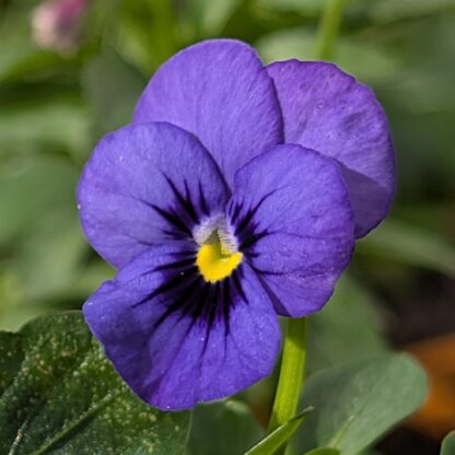 Viola (Viola spp.) - Image 2