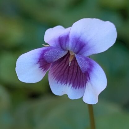 Native Violet (Viola hederacea)