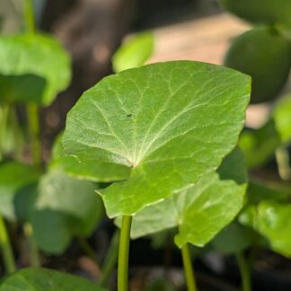 Gotu Kola (Centella asiatica)