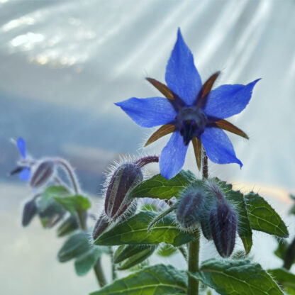 Borage (Borago officinalis) - Image 2