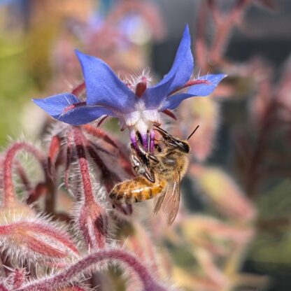 Borage (Borago officinalis)