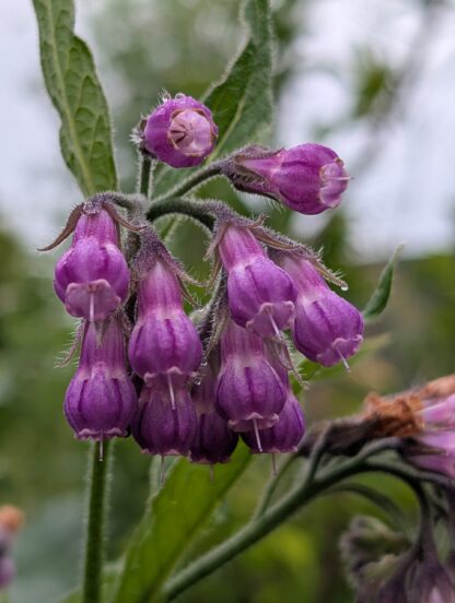 Comfrey (Symphytum officinale) - Image 2